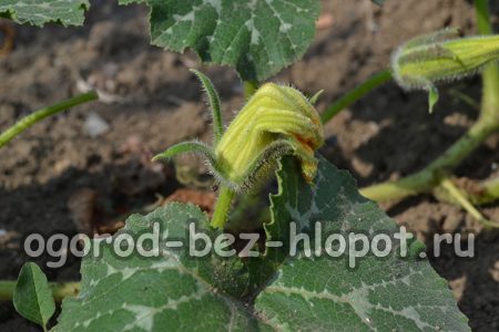 호박 근처의 잡초를 제거하세요