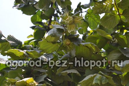 헤이즐넛 재배 방법