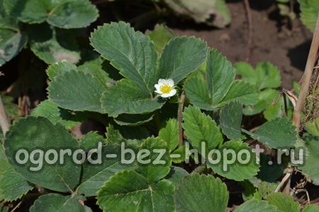 딸기 둥지 심기 방법