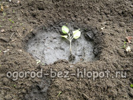 묘목을 구멍에 넣으세요