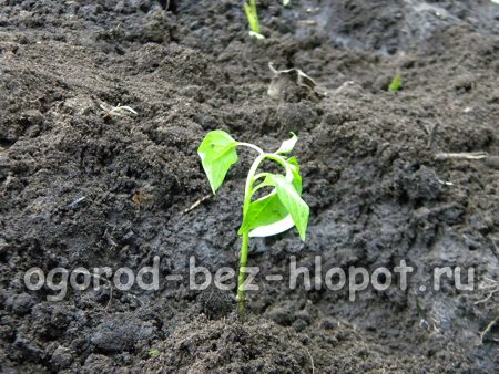 각 구멍의 중앙에 조심스럽게 구멍을 뚫고 고추나무 뿌리를 각 구멍에 넣습니다.