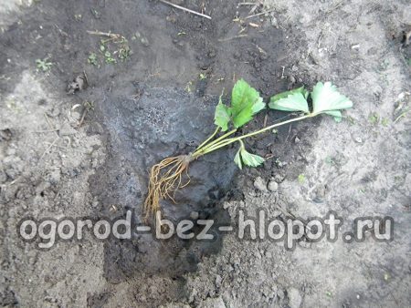 딸기 덤불을 구멍에 넣으세요