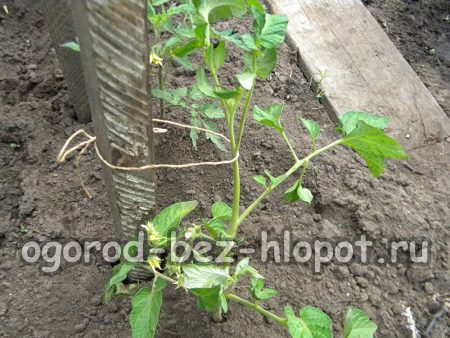 토마토를 올바르게 묶는 방법