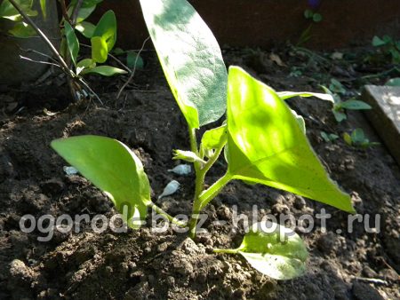 가지에 적절한 물주기