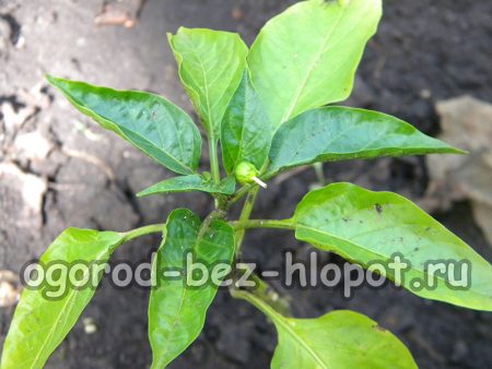 유기 혼합물로 고추 먹이기