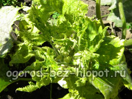 모자이크병은 어디에서 유래하는가?