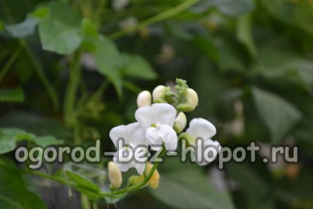 열린 땅에서 콩을 돌보는 방법