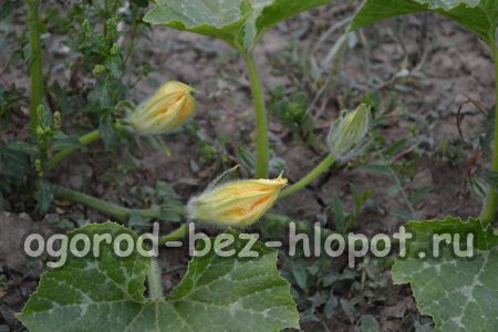 호박을 재배할 때는 추가적인 비료가 필요합니다.