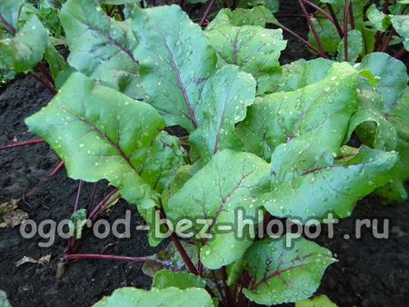 허브 주입을 통한 비트 뿌리 영양 공급