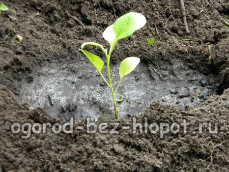 덤불 밑부분을 젖은 흙으로 압축합니다.