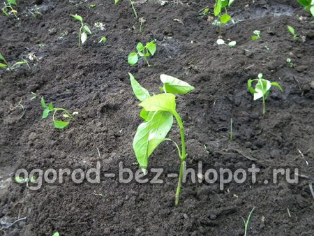 고추가 모든 구멍에 단단히 심어졌는지 확인하세요.