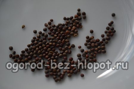 흰 양배추 씨앗