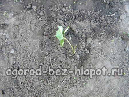 딸기 덤불에 흙을 뿌려주세요