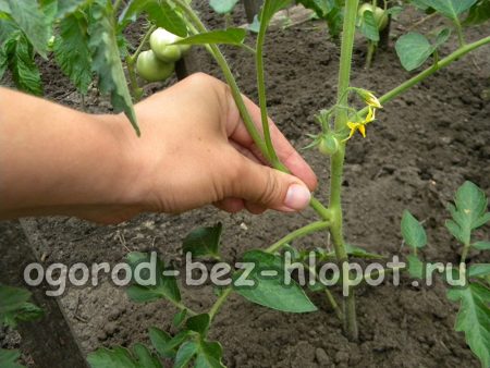 토마토의 옆순을 꼬집어 내기