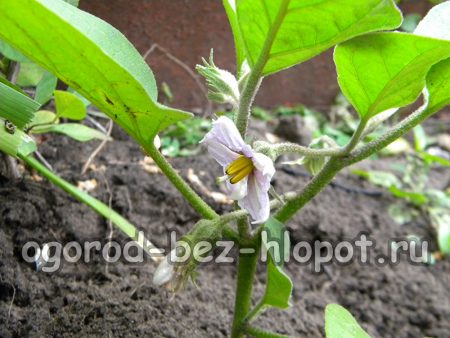 가지에 비료 주기