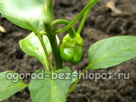 고추나무의 오래된 잎 제거