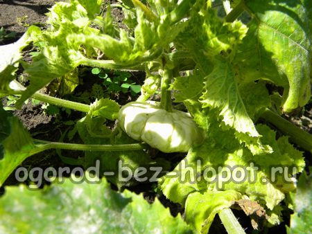 호박과 스쿼시 모자이크병