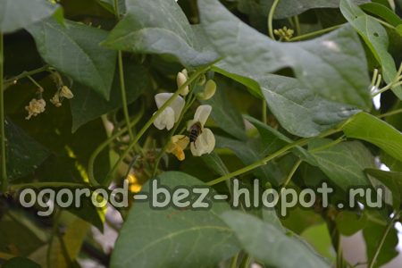 콩 재배의 특징