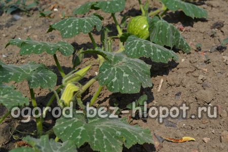 정원에서 호박 재배하기