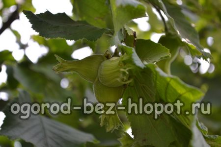 헤이즐넛에 비료를 주어야 하나요?