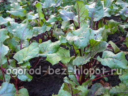 비트 뿌리 비료