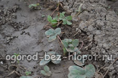 사계절 딸기 관리