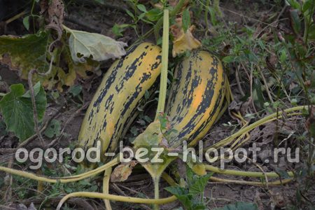 호박 재배의 특징