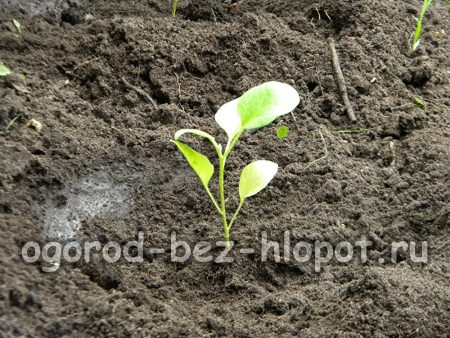 가지의 밑부분에 마른 흙을 뿌립니다.