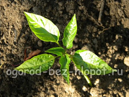 고추 모종을 심는 방법은?