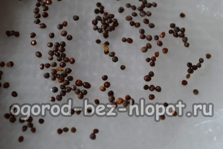 가공된 흰 양배추 씨앗