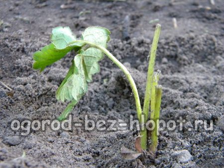 가을에 딸기 심기