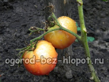 토마토를 관리하는 방법