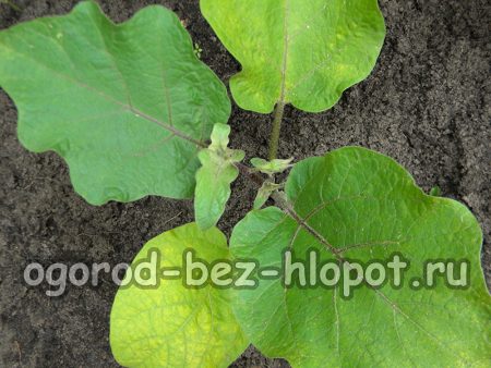 가지 재배 중 관리