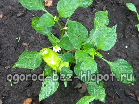 강한 고추 식물을 키우는 방법