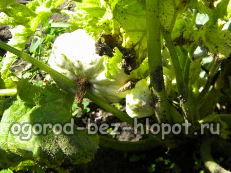 야채 식물의 모자이크 방지 방법