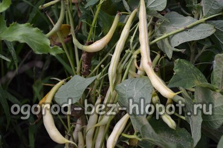 아스파라거스 품종 재배의 특징