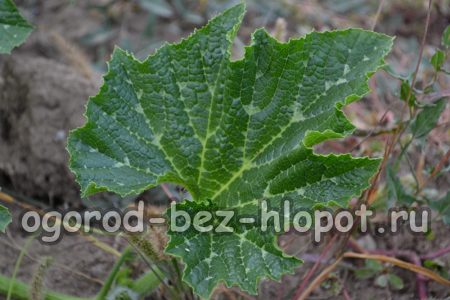 식물의 윗부분을 꼬집어 꽃을 제거합니다.