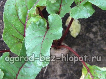 비트에 비료 주기