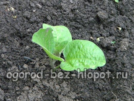 가지 모종을 심는 방법