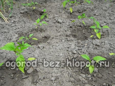 정원 침대에 고추 모종을 올바르게 심는 방법은 무엇입니까?