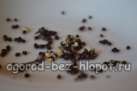 씨앗을 딱딱하게 만들려면 24시간 동안 차가운 곳에 보관해야 합니다.