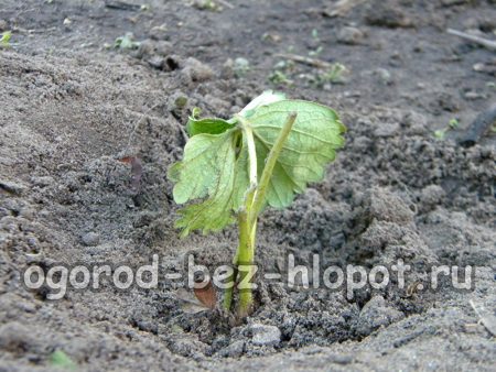 딸기 가을 심기