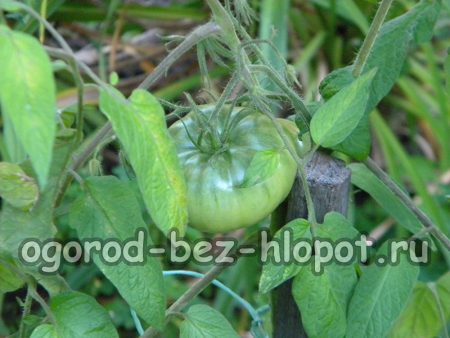 토마토를 올바르게 관리하는 방법