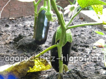 가지의 익는 속도를 높이는 방법