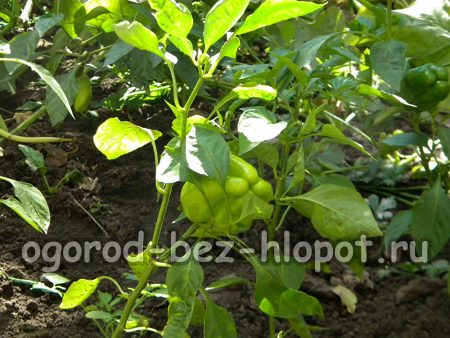 묘목에서 고추를 재배하는 방법