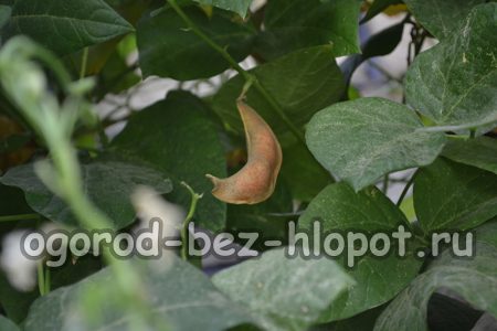 녹두 재배의 특징