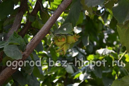 헤이즐넛을 다듬어야 하나요?