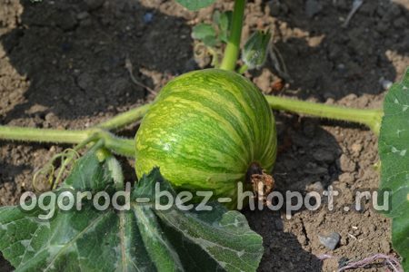 싹 뿌리기는 과일의 성장을 촉진하기 위한 필수적인 농업 기술입니다.