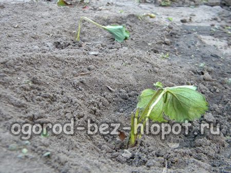 가을에 딸기를 심는 방법