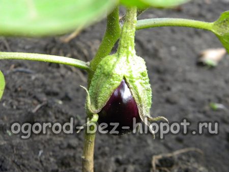 가지 관리 방법